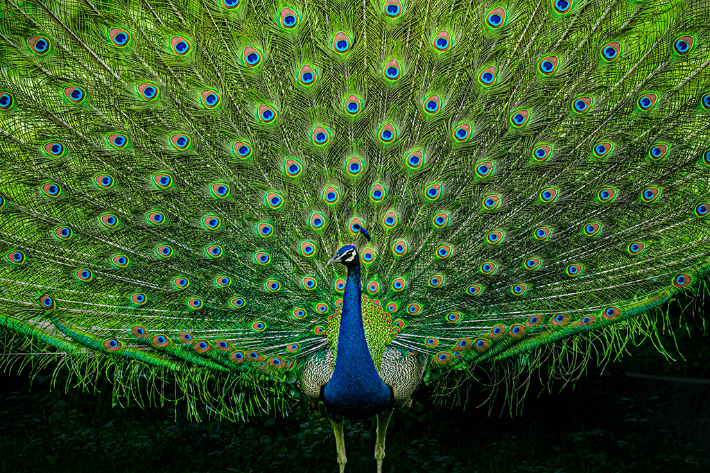 11 pássaros que fazem danças do acasalamento exóticas