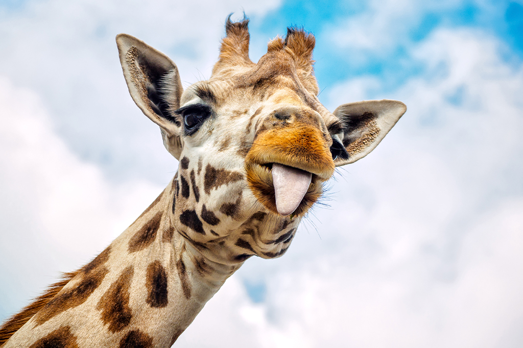 Estudo com 500 crânios confirma que há 4 espécies distintas de girafa na África