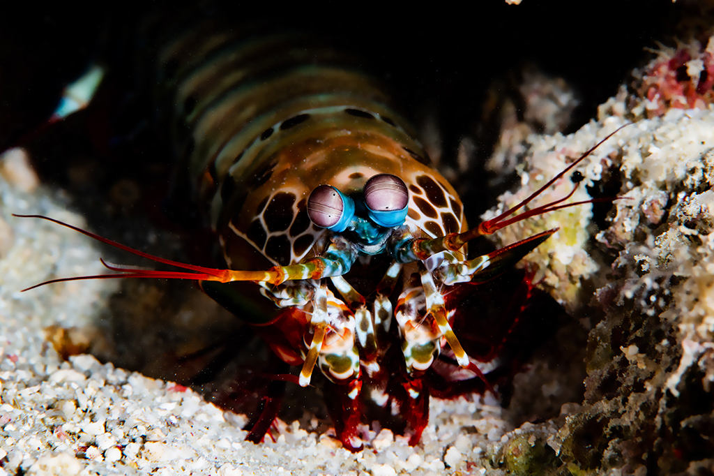 Conheça a lacraia-do-mar, que tem o soco mais rápido do reino animal