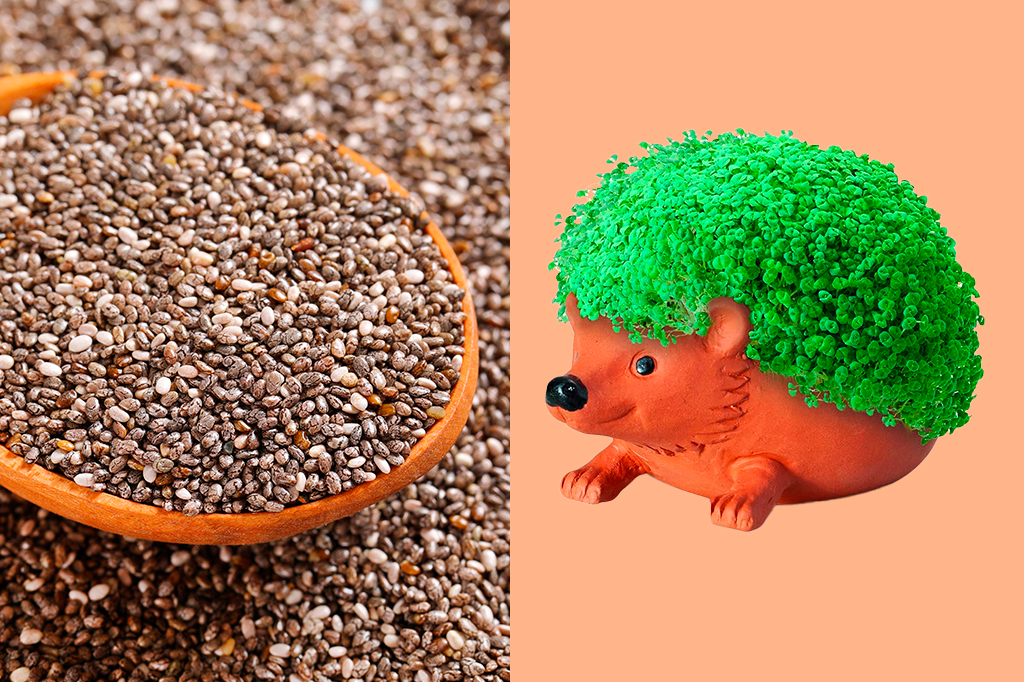 Antes de ganhar as dietas, a semente de chia era usada em vasinhos decorativos