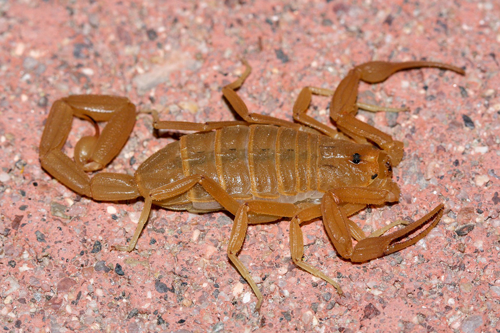 Fotografia de Escorpião Arizona Bark Scorpion (Centruroides sculpturatus).