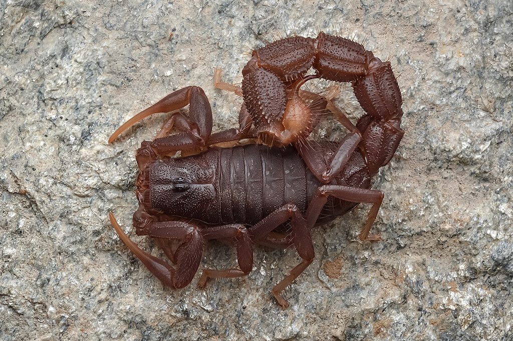 Fotografia de Escorpião Parabuthus transvaalicus, fêmea subadulta.