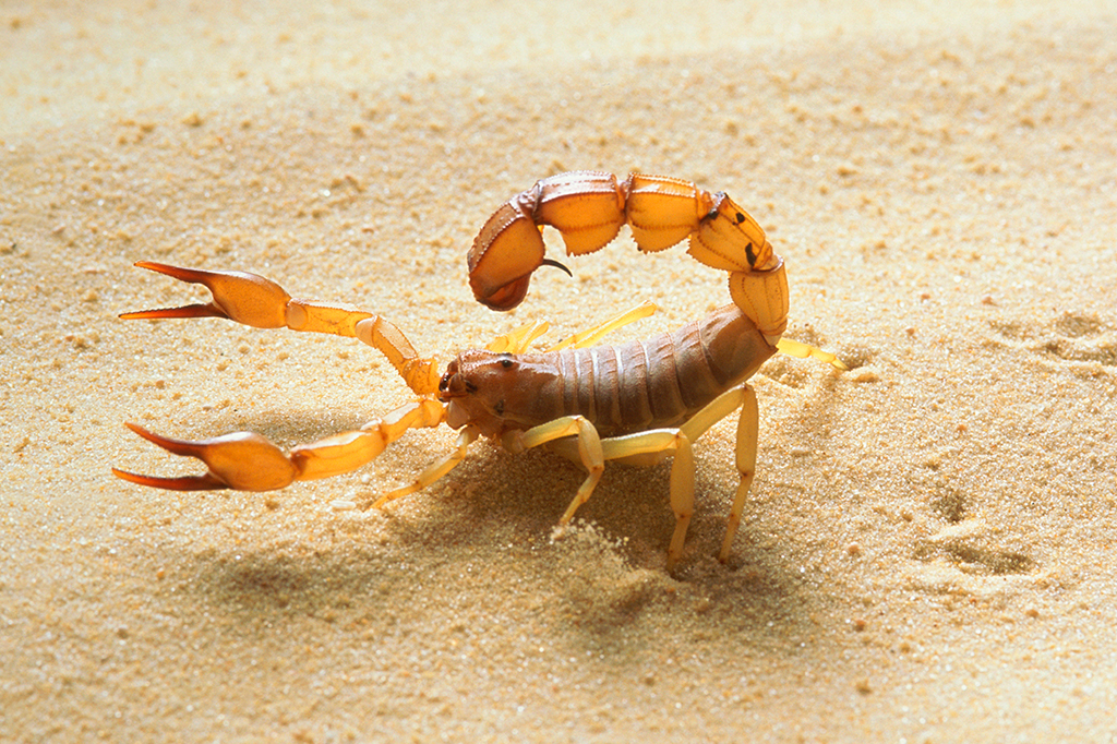 Fotografia de Escorpião amarelo de cauda gorda (Androctonus australis).