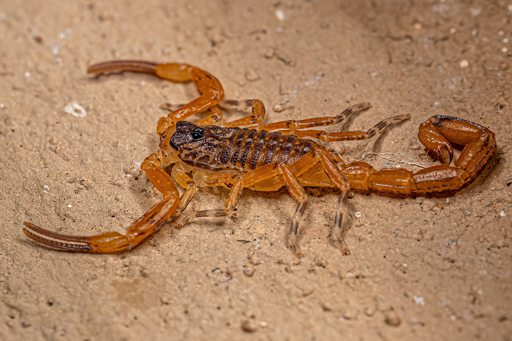 Fotografia de Escorpião Amarelo Brasileiro Fêmea Pequena da espécie Tityus serrulatus.