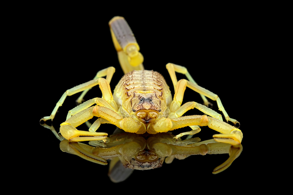 Fotografia de Escorpião deathstalker.