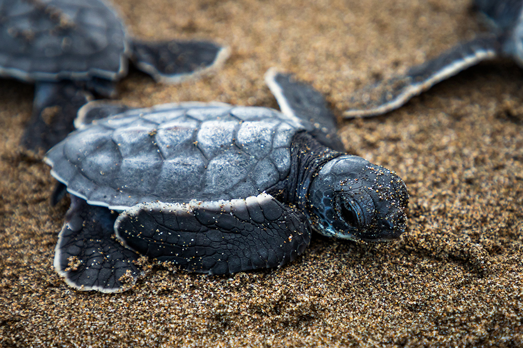 Tartarugas decoram campos magnéticos e dançam quando chegam ao destino