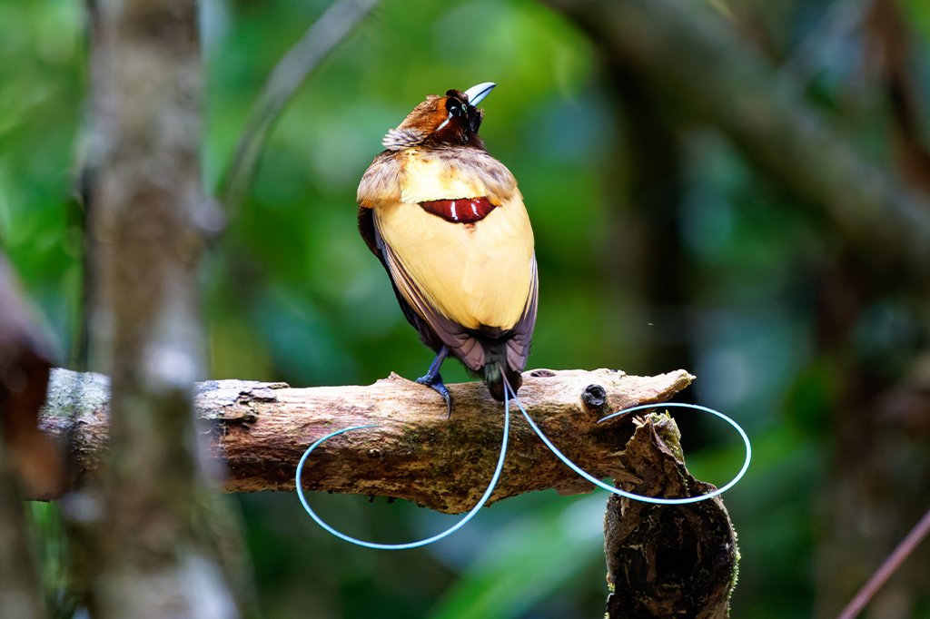Espécies de aves-do-paraíso emitem luz por meio de suas plumagens, mostra estudo
