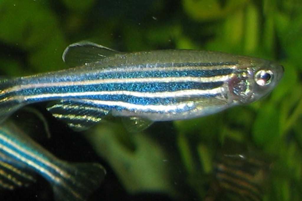 Fotografia de um espécime fêmea de uma raça de peixe-zebra (Danio rerio) com cauda de leque.
