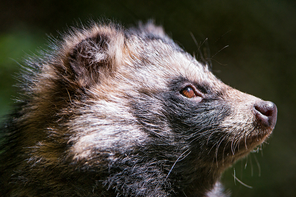 Vírus da Covid-19 pode ter se espalhado para humanos por meio de cães-guaxinins