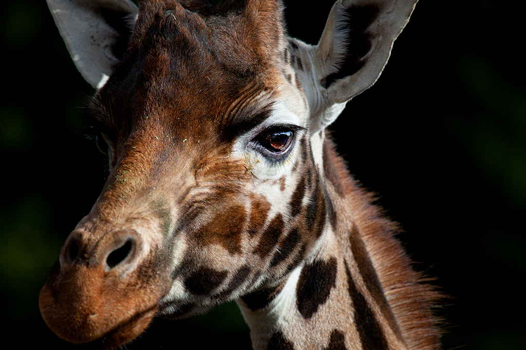 Pesquisa mostra que animais grandes têm mais câncer, contrariando o “paradoxo de Peto”