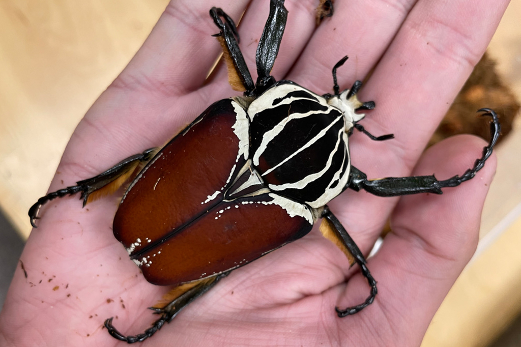 Maior inseto do mundo pode ser extinto por causa da indústria de chocolate