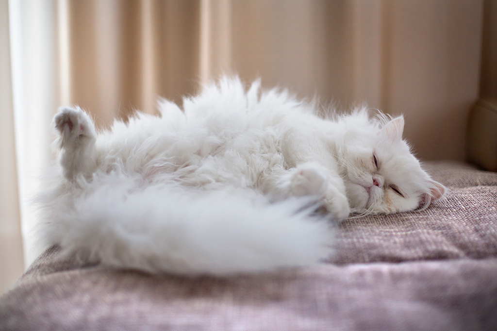 Fotografia de um gato branco dormindo.