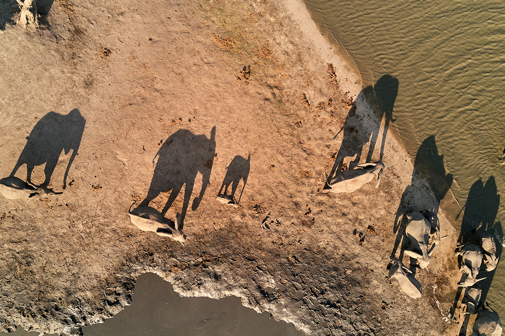 Fotografia aérea de um grupo de elefantes e suas sombras bebendo água de um buraco no Zimbábue.