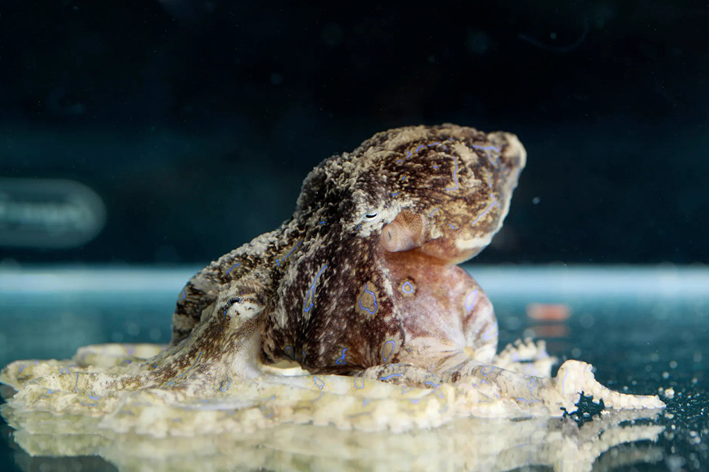 Fotografia de um polvo macho de linhas azuis.