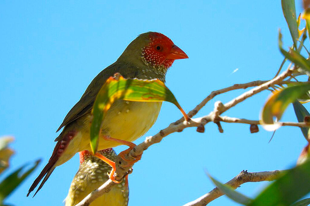 O que são as aves diamante star finch, apreendidas pela PM Ambiental em SP?