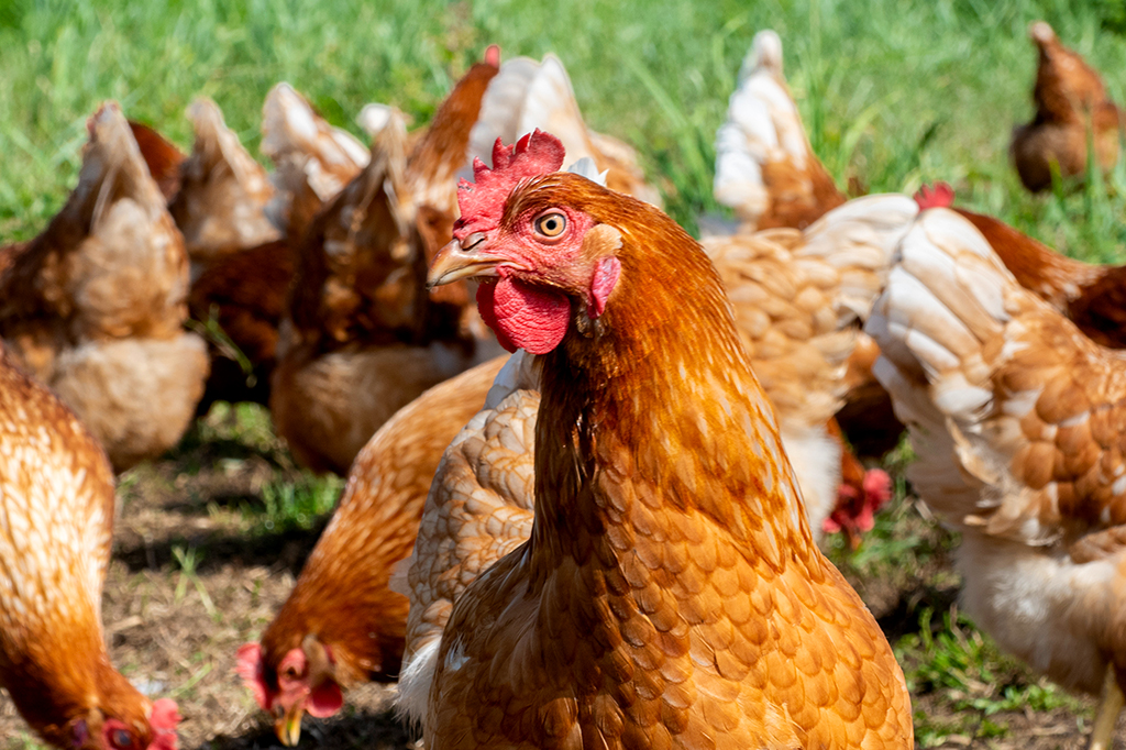 Cidades francesas e belgas distribuem galinhas aos moradores. Saiba por quê.