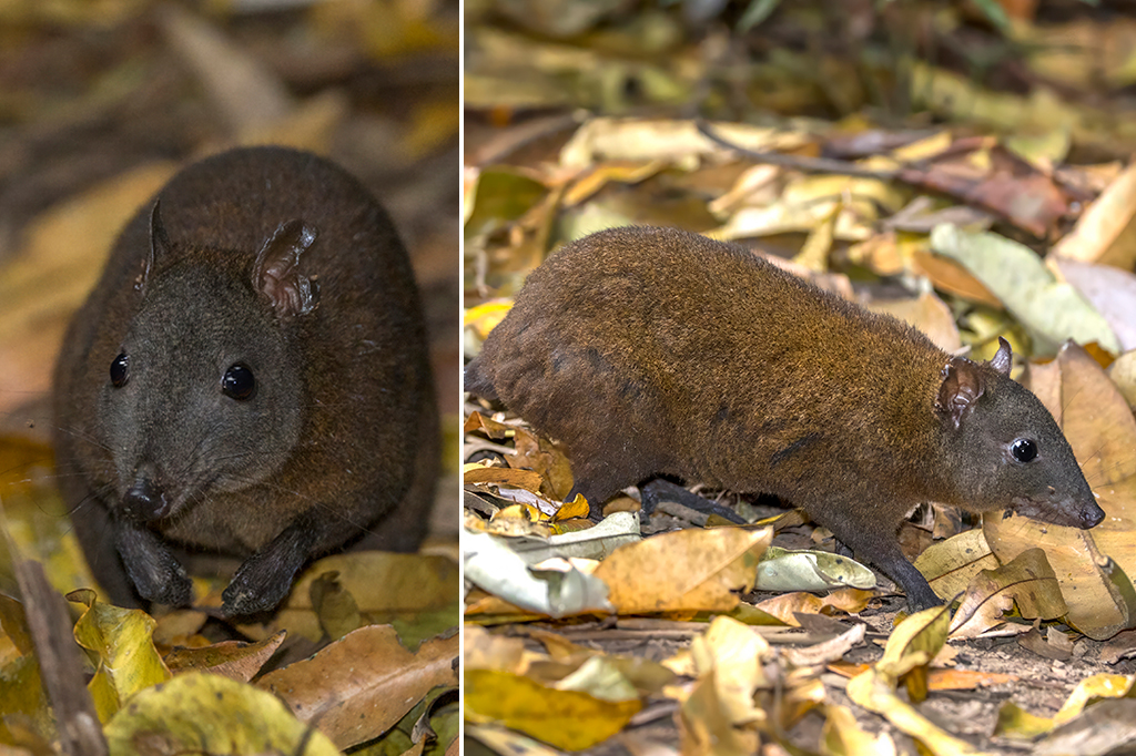 Fotografia de um Rato-canguru almiscarado (Hypsiprymnodon moschatus).
