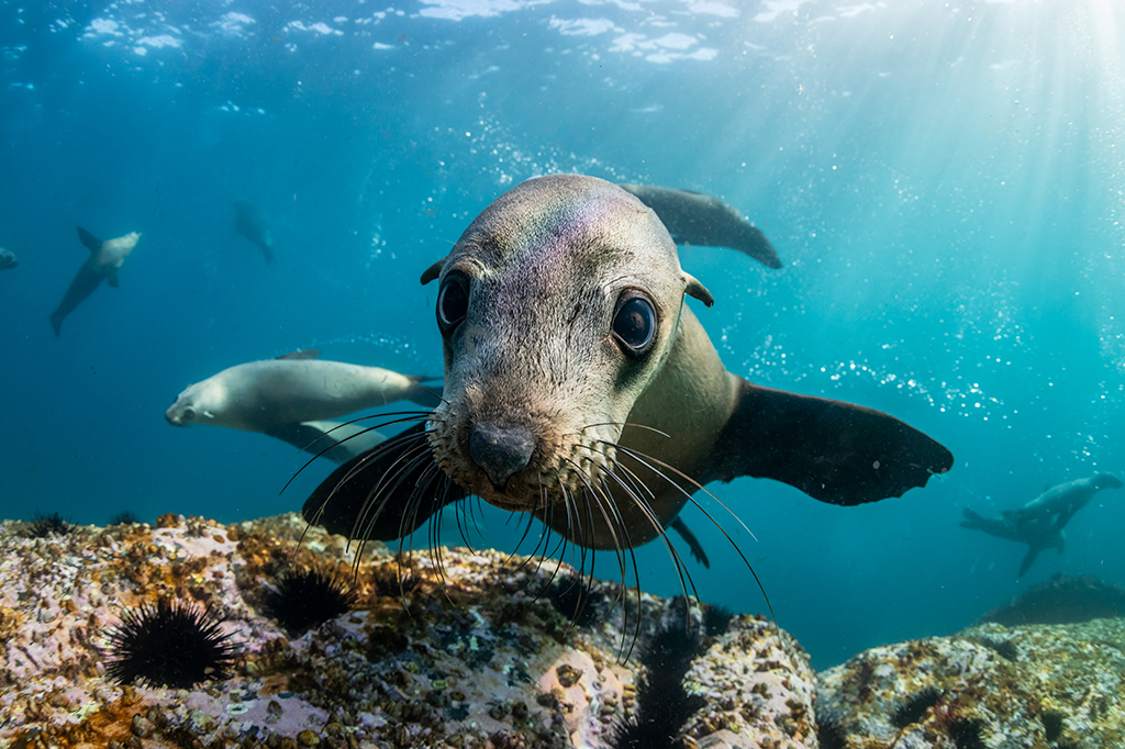 Focas ajustam seu mergulho de acordo com a quantidade de oxigênio no sangue.