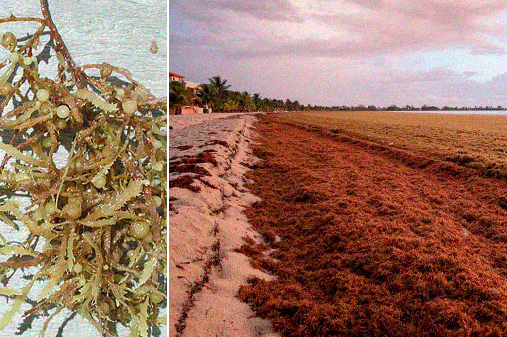 Sargaço no Brasil: invasão de algas no litoral assusta, gera prejuízo e desafia academia e governos