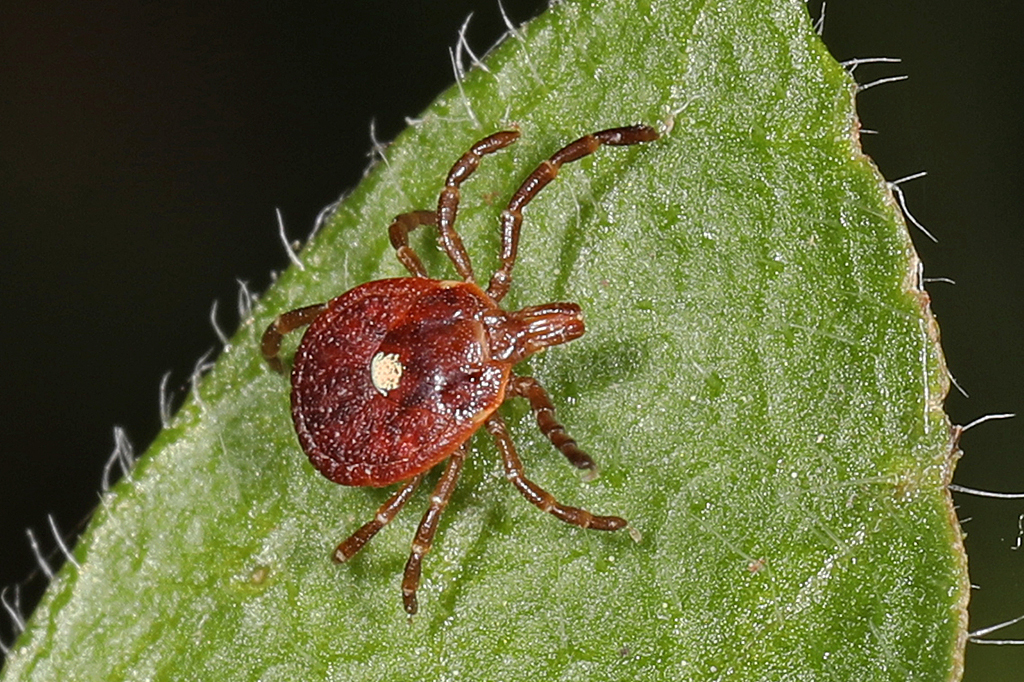Alergia temporária a carne vermelha pode ser transmitida por carrapato.