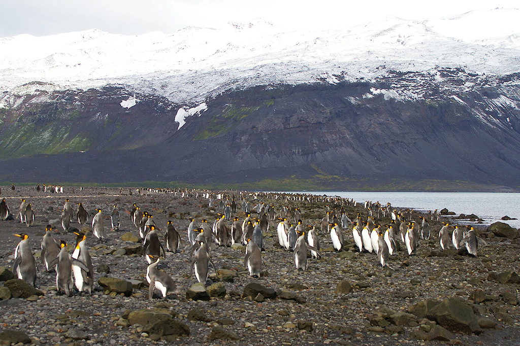 Ilhas Heard e McDonald: Trump taxa até territórios habitados só por pinguins