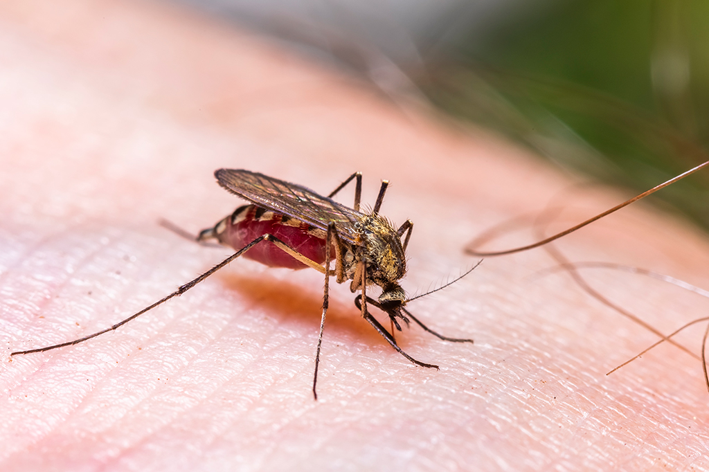Fotografia de um mosquito bebendo sangue.