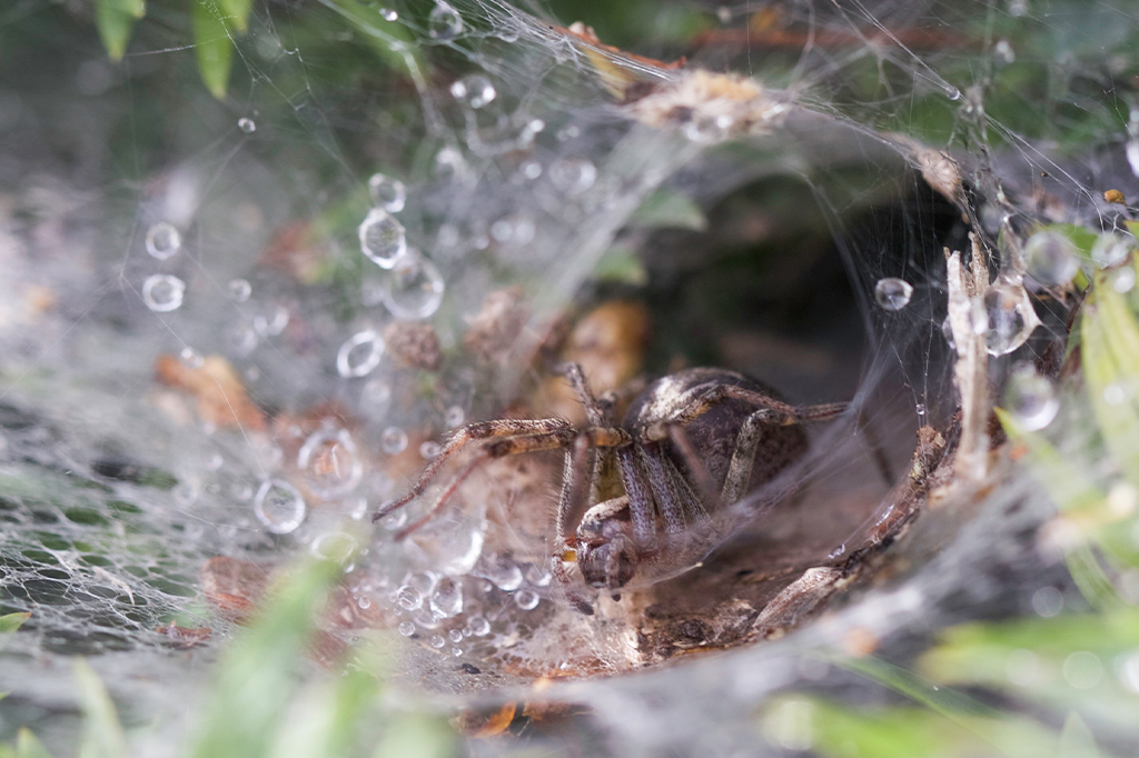 Essas aranhas são canibais, mas não machucam suas irmãs nem se estiverem morrendo de fome
