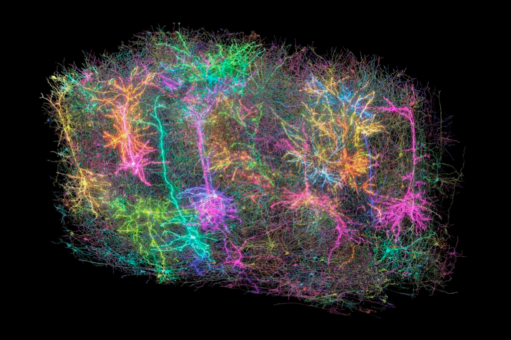Cientistas revelam o mapa mais detalhado do cérebro de um mamífero já feito