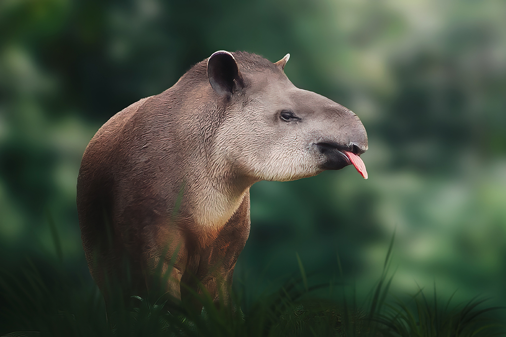 Antas retornam para a Mata Atlântica pela primeira vez em cem anos. Entenda a importância