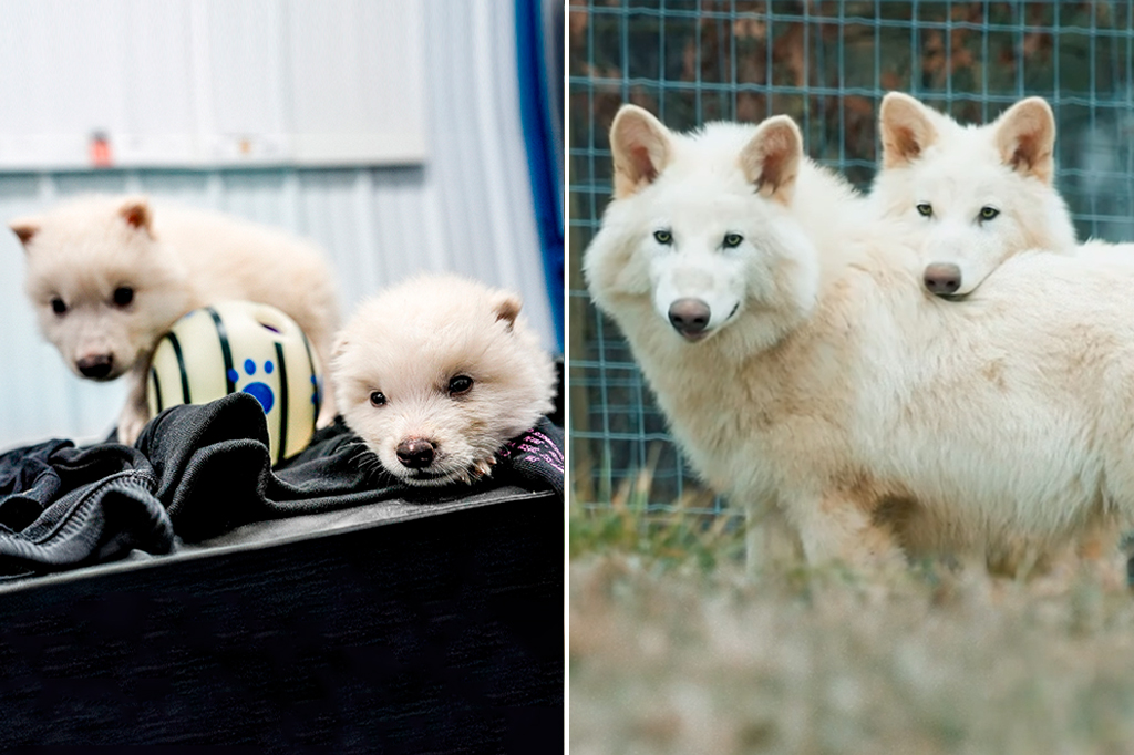 Lobos pré-históricos de “Game of Thrones”, extintos há 10 mil anos, são trazidos de volta – ou quase isso