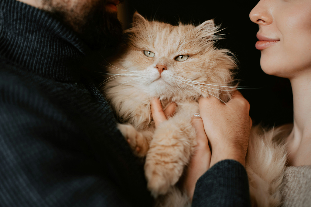 Fotografia de um casal abraçando o seu gato.
