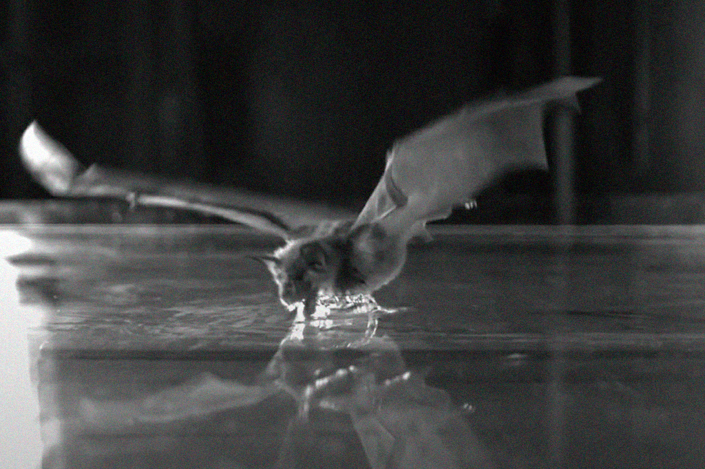 Os morcegos bebem água enquanto voam. Entenda como.