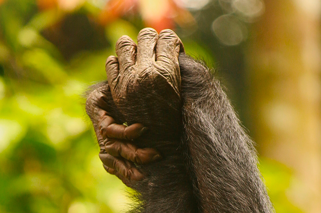União feminina: bonobos fêmeas dominam os machos – mas não com força bruta