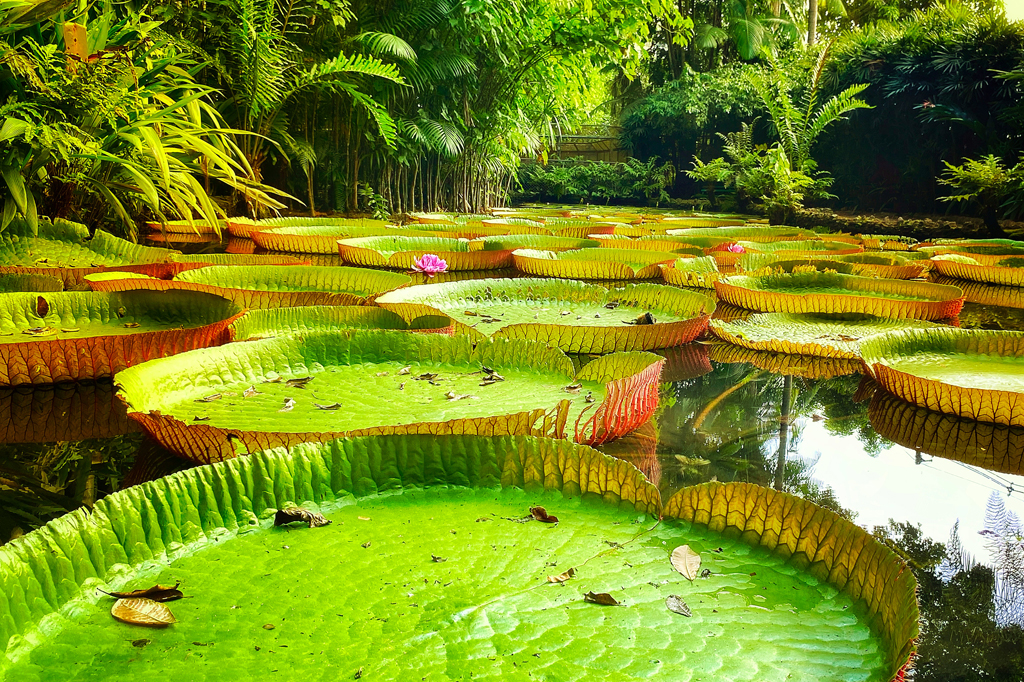 Imagem de uma floresta tropical exuberante com um lago com diversas vitórias-régias.
