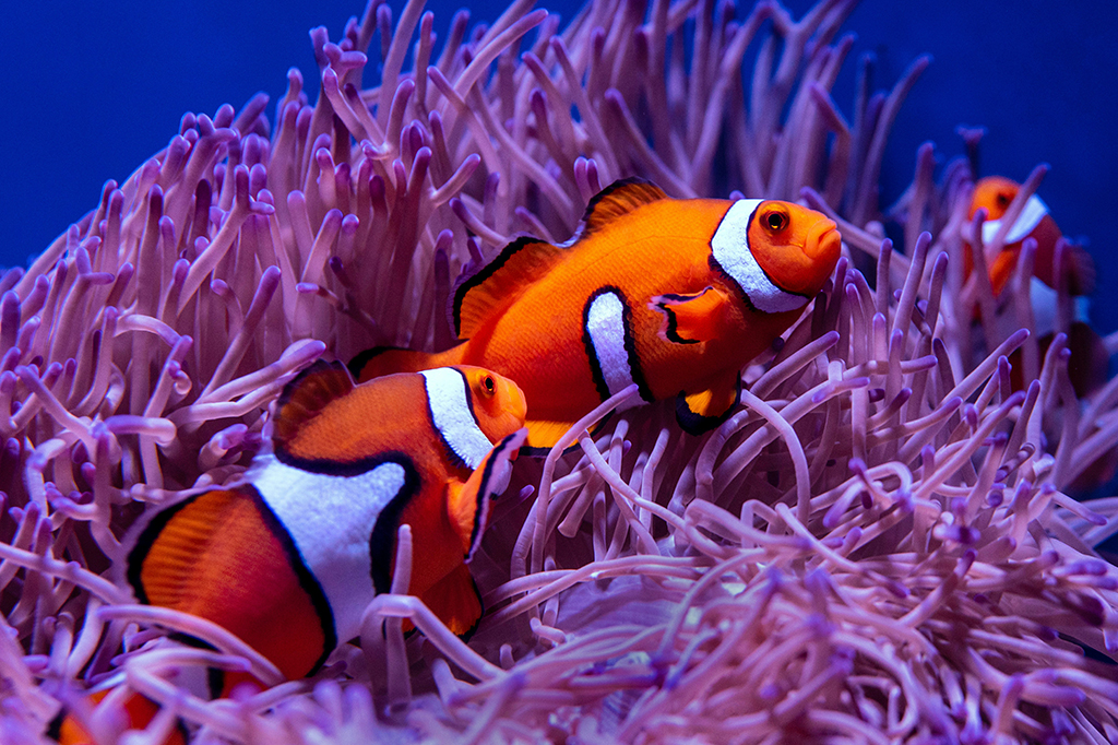 Fotografia de dois peixes palhaço.