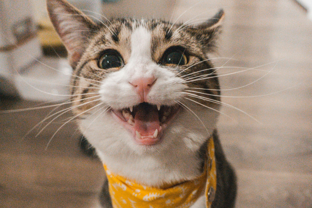 Gatos reconhecem o cheiro de seus donos? Um novo estudo descobriu a resposta