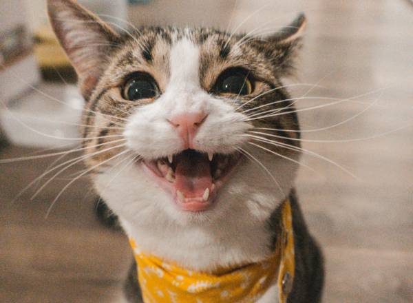 Fotografia de um gato sorrindo.