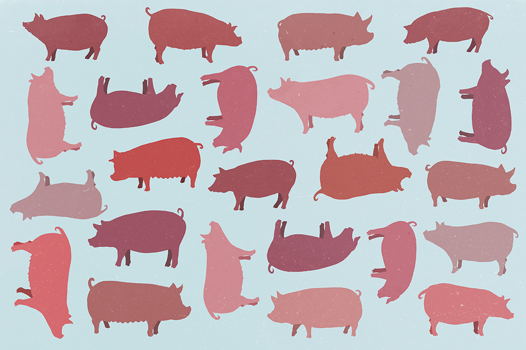 EUA autorizam produção de carne suína geneticamente modificada