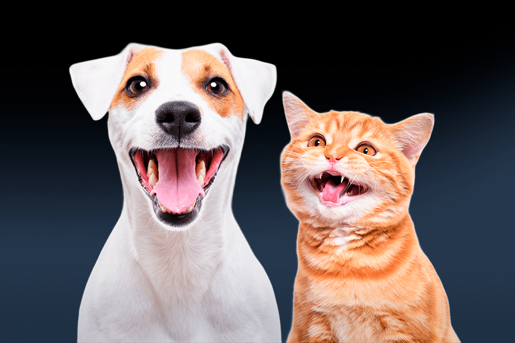 Por que alguns gatos sorriem como cachorros?