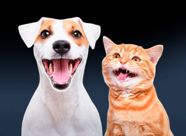 Fotografia de um cachorro e um gato sorrindo.