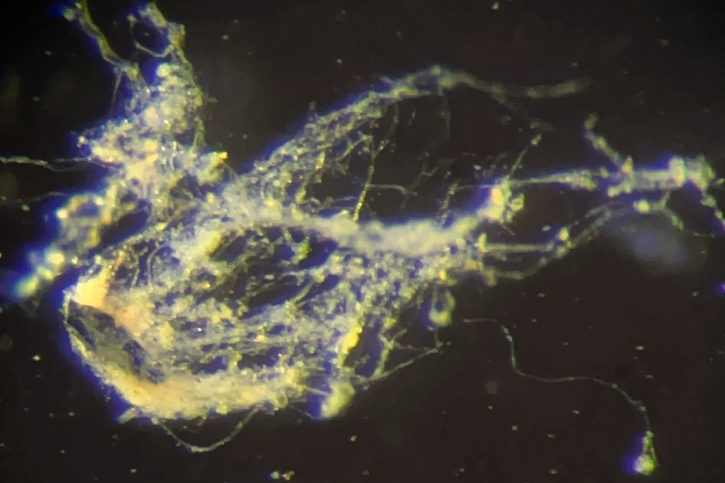Cientistas descobrem nova bactéria que conduz energia