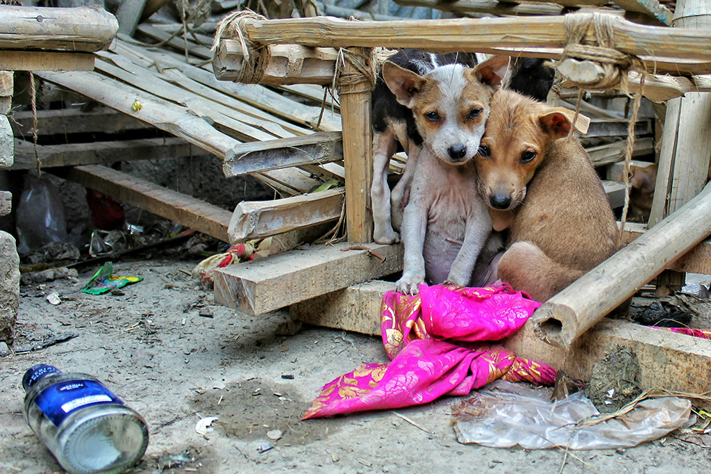 Pessoas que resgatam animais abandonados ou maltratados têm maior risco de problemas de saúde mental