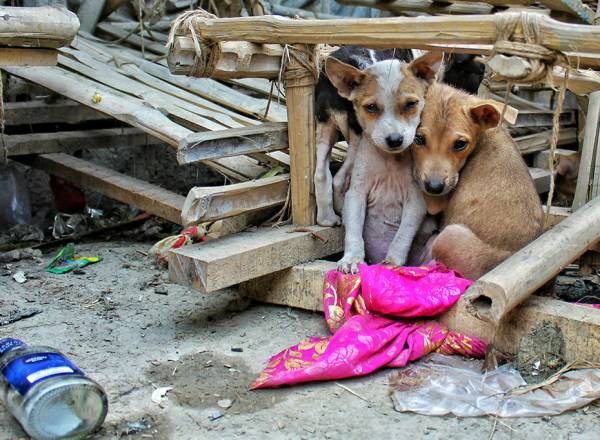 Fotografia de três filhotes de cachorros.