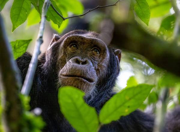 Fotografia de um chimpanzé.