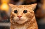 Fotografia de um gato laranja.