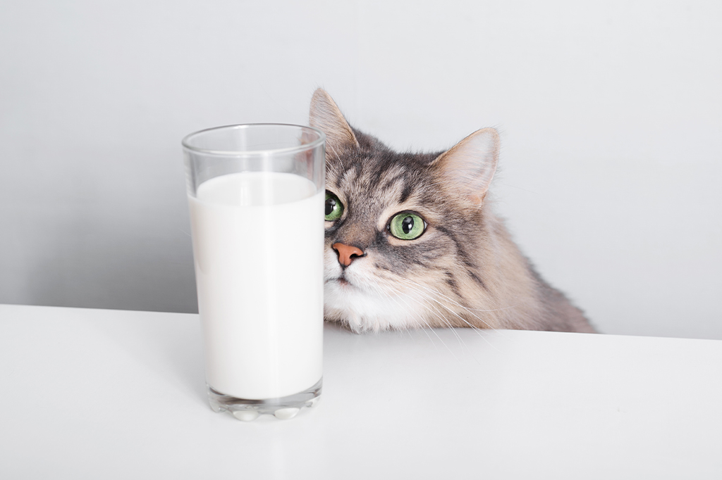 Por mais fofo que seja, dar leite a gatos não é uma boa ideia