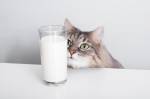 Um gatinho olhando para um copo cheio de leite em cima de uma mesa.