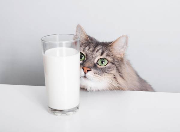 Um gatinho olhando para um copo cheio de leite em cima de uma mesa.