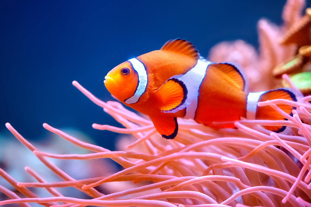 Fotografia de um peixes palhaços em uma anemona,