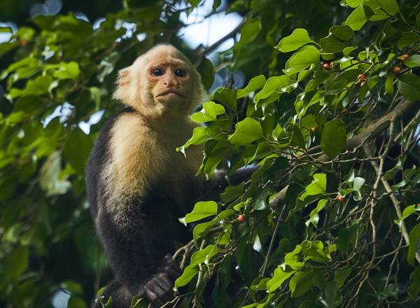 Fotografia de uma macaco prego em uma árvore.